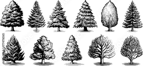 Vintage engraved tree illustrations for retro design and decoration