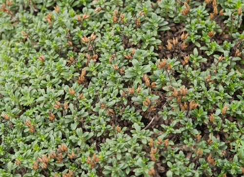 Plant list 2025 - Penstemon davidsonii (Davidsons Beardtongue)