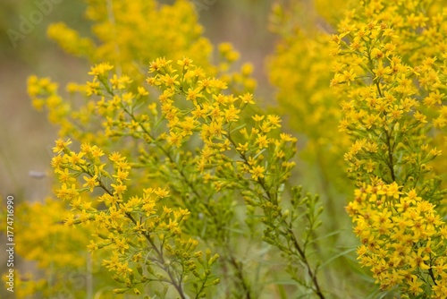 Plant list 2025 - Solidago buckleyi (Buckleys Goldenrod)