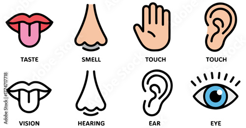 human five senses vector icons