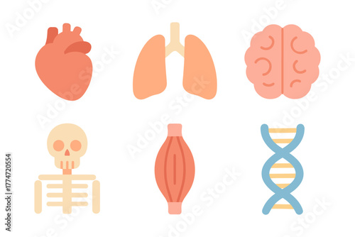 Stylized anatomy icons of heart, lungs, brain, skeleton, muscle, dna on white background
