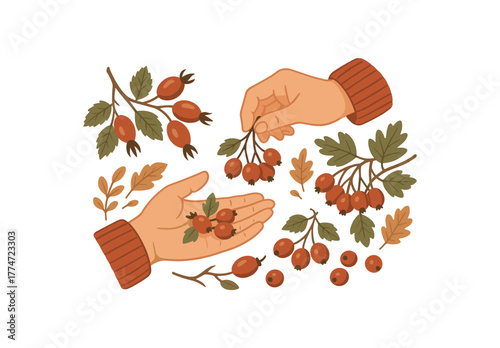 gathering rose hips and hawthorn berries autumn foraging and natural nutrition flat vector illustration style isolated on white background