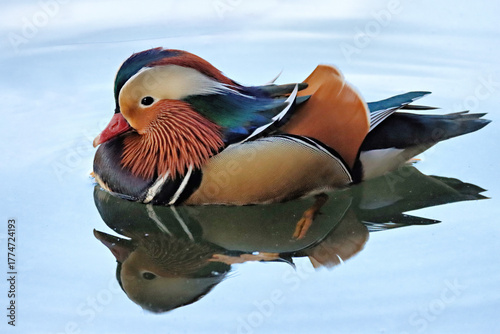 Mandarin Duck