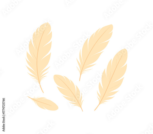 collection of delicate feathers sunlight gentle texture calm scene no outline flat vector illustration style isolated on white background soft palette