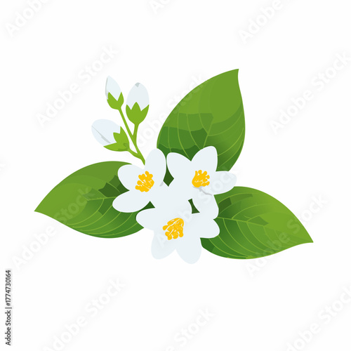 White jasmine flowers and green leaves illustration against a white background