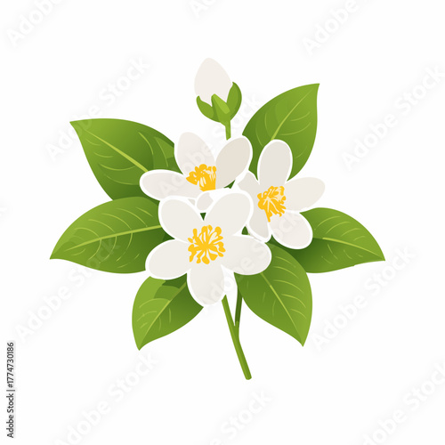 White jasmine flowers blooming with green leaves vector illustration