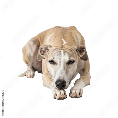A regal fawn whippet dog species, breed lying down attentively on a pure white background, showcasing its lean physique and elegant features, a portrait of canine grace