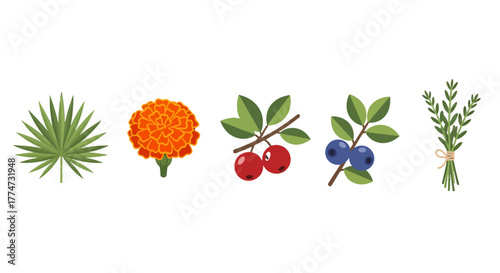 Assortment of botanical vector icons fan palm leaf orange marigold red berries blueberries and herb bunch.