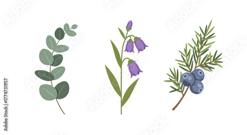 Botanical Illustration Eucalyptus Branch Bellflower Stem Juniper Berries Sprig.