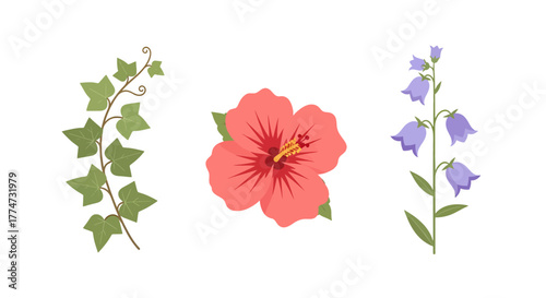 Botanical Illustration Ivy Vine Hibiscus Bloom and Bellflower Stem.
