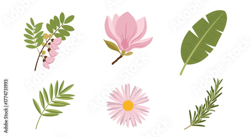 Botanical Illustration Pink Acacia Flowers Magnolia Daisy and Green Leaves.