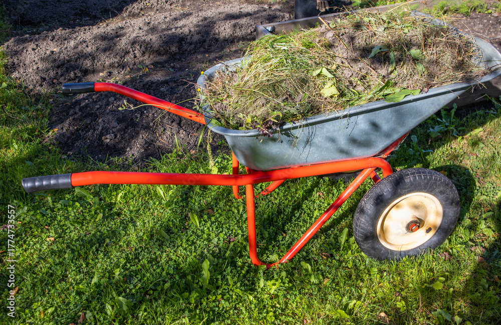 Fototapeta premium Wheelbarrow with garden waste on lawn after bed cleanup horizontal view