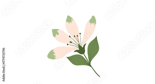 A simple illustration of a delicate pink and green flower with green leaves and stem, set against a clean white background.
