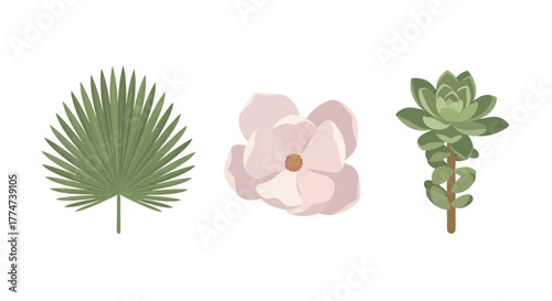 Set of three stylized botanical illustrations featuring a palm leaf magnolia blossom and succulent plant.