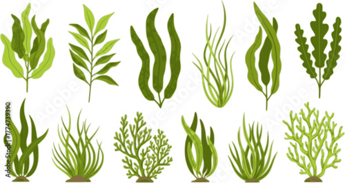 seaweed set hand drawn vector illustration in outline style silhouette isolated on white background
