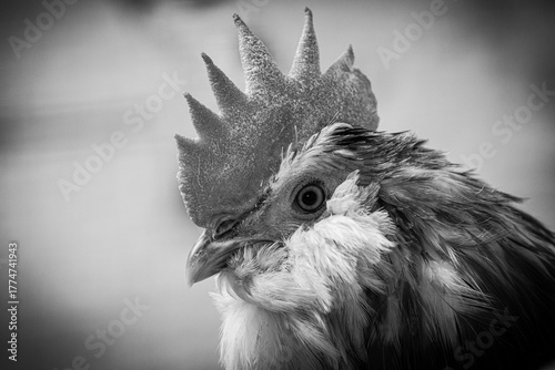 Black and White Portrait of a Rooster