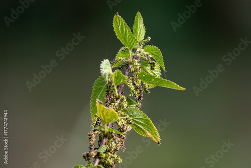 Stinging Nettle Against Soft Blurred Background