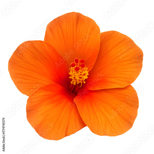 Wallpaper Mural  hibiscus flower with a transparent background Torontodigital.ca