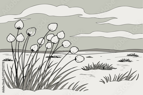 Fluffy white tufts across tundra near Barrow Alaska