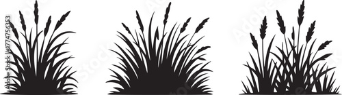 Cattail grass silhouette, black nature plant, marsh vegetation, wild reed bush, field element vector. Silhouette of cattails and reeds. Wild grass on the river bank. Cattail set.