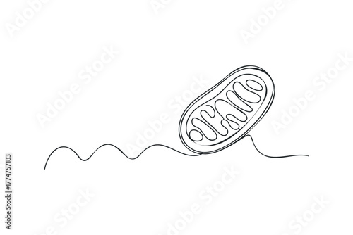 Mitochondrion structure line drawing