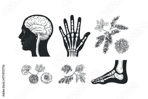 Anatomical and Botanical Study Sketches