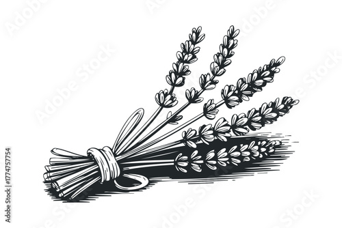 Bunch of Lavender Stems Tied With Ribbon