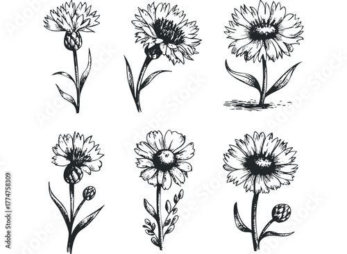 Six Hand Drawn Botanical Flowers with Stems and Leaves