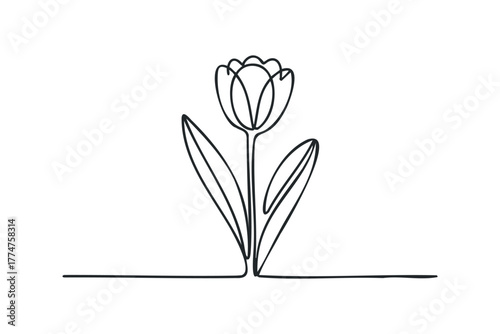 Minimalist single line drawing of a tulip flower