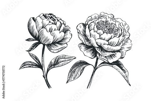 Two detailed botanical illustrations of peonies on stems