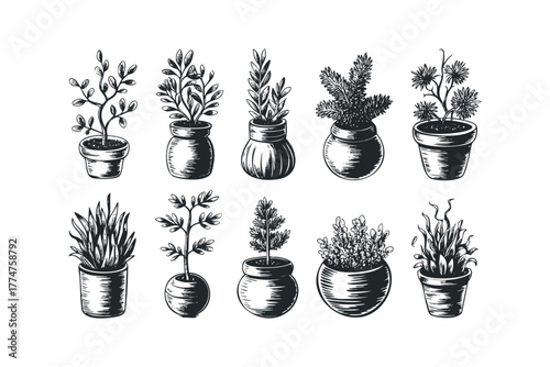 Collection of Assorted Potted Plants in Sketch Style