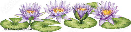 Beautiful purple water lilies blooming with green lotus leaves in calm water, peaceful botanical flower illustration for nature and art design