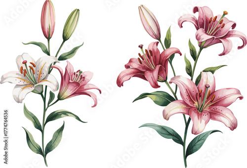 Beautiful watercolor illustration of pink and white lily flowers in bloom, elegant botanical floral artwork isolated on white background, nature plant design