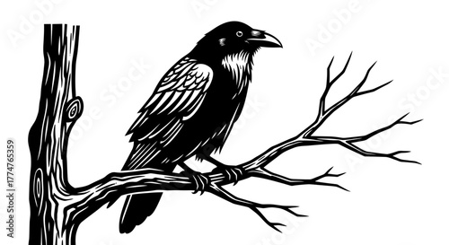 Elegant raven perched on a tree branch, perfect for gothic designs, Halloween themes, or artistic projects with a mysterious vibe
