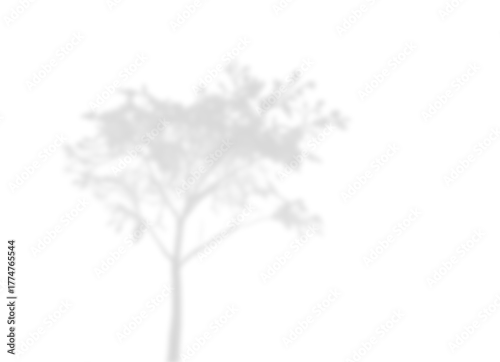 Fototapeta premium Young Tree Branch Shadow Effect Overlay