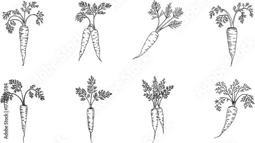 Detailed black and white hand drawn carrot illustrations, vintage botanical sketch, organic vegetable artwork, healthy food design,