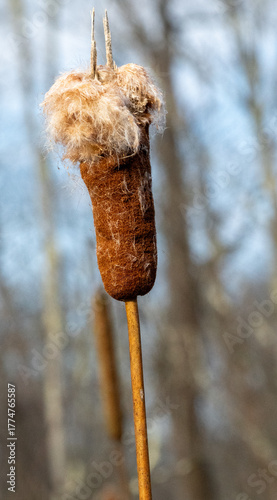 Burst cattail seed head in winter reveals soft, fluffy fibers, highlighting natural seed dispersal and wetland plant texture against a muted woodland background.