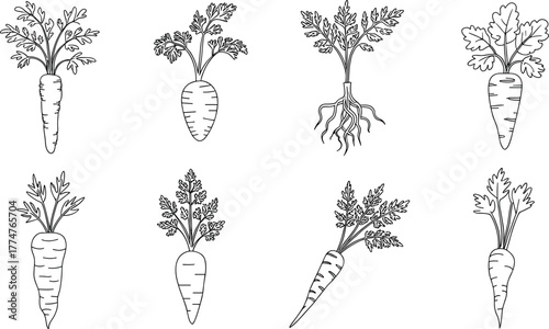 Detailed black and white hand drawn carrot illustrations, vintage botanical sketch, organic vegetable artwork, healthy food design,