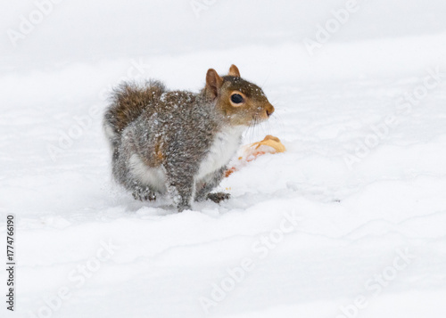 Eastern gray squirrel walks through fresh snow, its fluffy tail raised as it forages in a quiet winter landscape under soft natural light.
