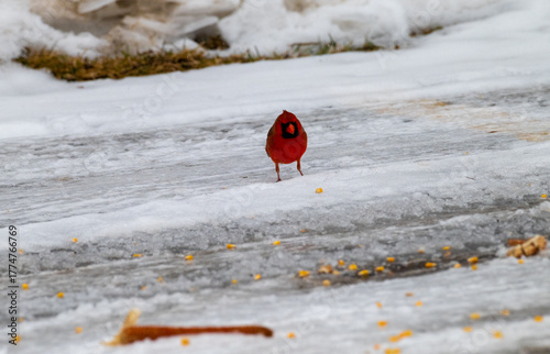 The Northern Cardinal (Cardinalis cardinalis) is a striking red songbird belonging to the family Cardinalidae and the order Passeriformes. Known for its vivid red plumage, distinctive crest, and black