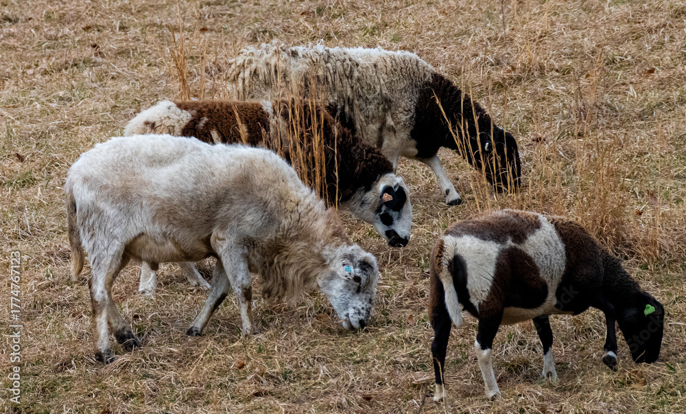 Obraz premium Flock of domestic sheep (Ovis aries) grazing together in a rural pasture. This peaceful farm scene highlights traditional agriculture, livestock management, and pastoral countryside life in natural li
