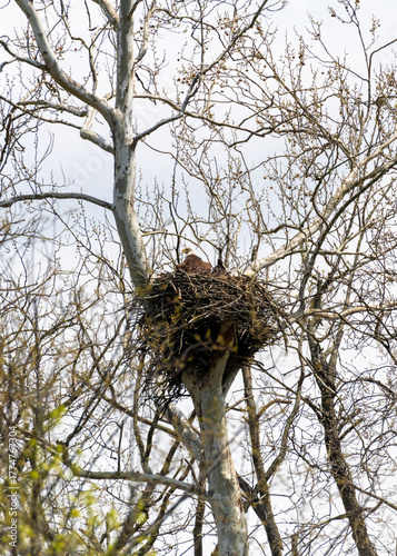 Large Bald Eagle nest built of sticks high in a leafless tree. Massive raptor nesting site in natural North American woodland habitat, symbol of wildlife conservation and strength.