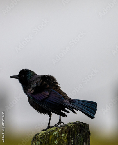 Iridescent blackbird perched on a weathered post, showing shimmering blue and purple plumage against a soft, overcast background in a quiet natural setting.
