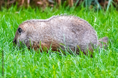 Ground hog eating grass 