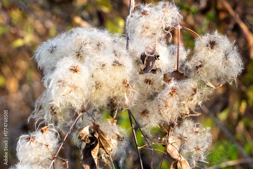 white fluff from flower in autumn