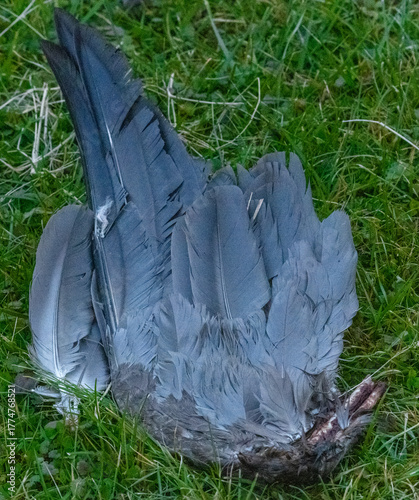 wing with feather of goose on grass