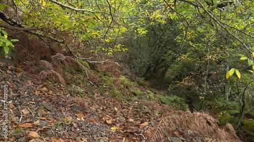 A path disappearing into the dense undergrowth of the Atlantic forest in autumn -1 1886