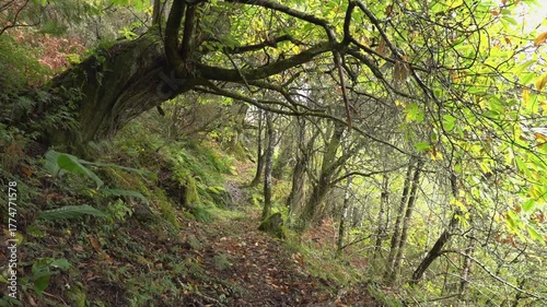 Shaded path running beneath the imposing presence of an old tree in the autumn -1887