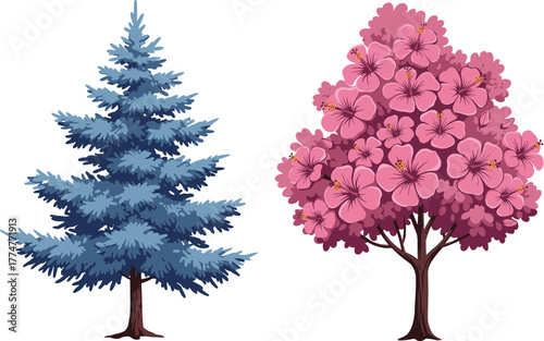 Coniferous evergreen tree with blue green needles, cherry blossom tree with pink flowers, seasonal contrast, botanical comparison, nature illustration design