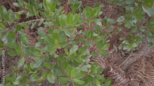 D-Log top-to-bottom pan of a strawberry tree plant - 1845